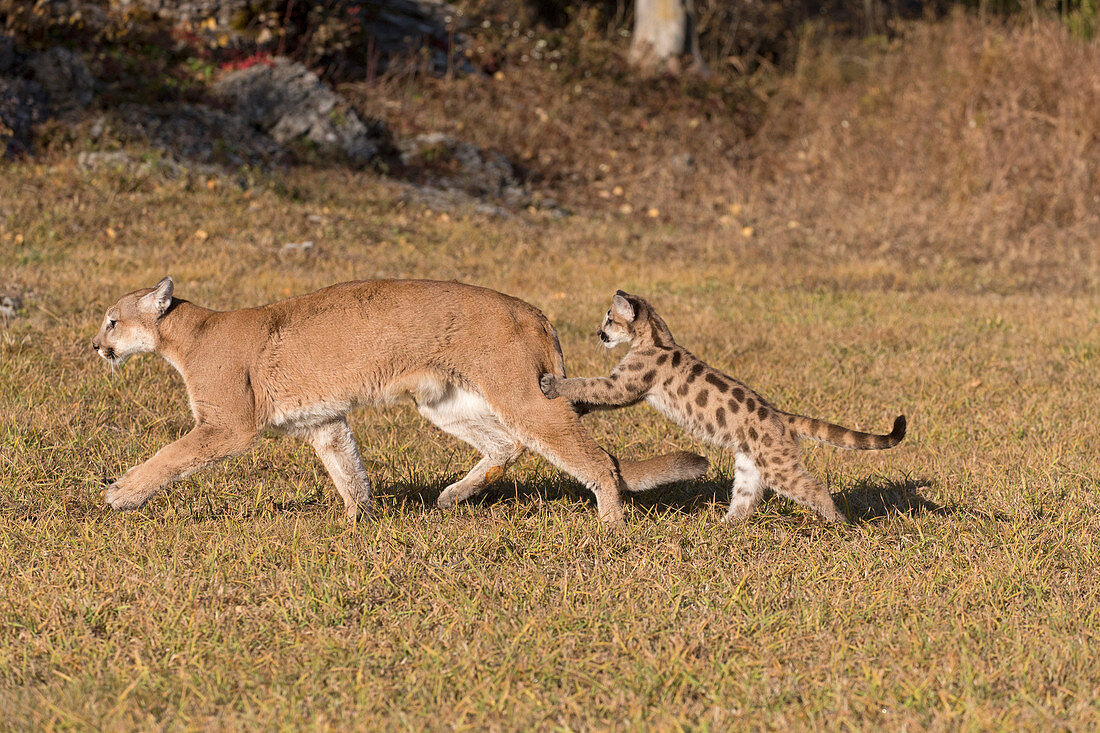 Puma (Felis concolor) adult and cub walking on grassland, cub jumping on mothers hind legs, Montana, USA, October, controlled subject