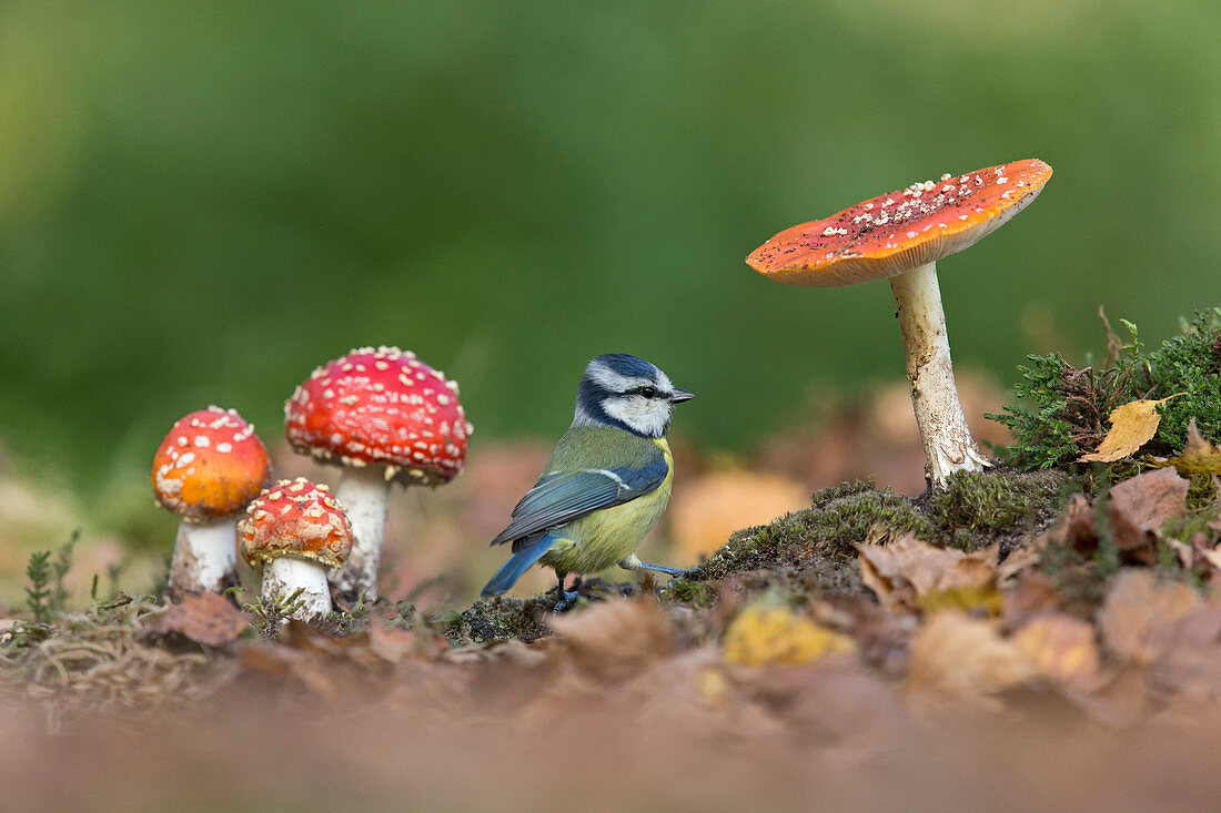 Blaumeise (Cyanistes caeruleus) sitzt unter Fliegenpilzpilzen (Amanita muscaria), Suffolk, England, UK, Oktober