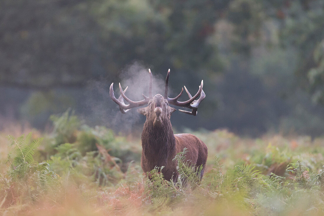 Rothirs (Cervus elaphus), Hirschröten während der Brunftzeit mit in kalter Luft kondensierendem Atem, Richmond Park, Richmond Upon Thames, London, England, Oktober