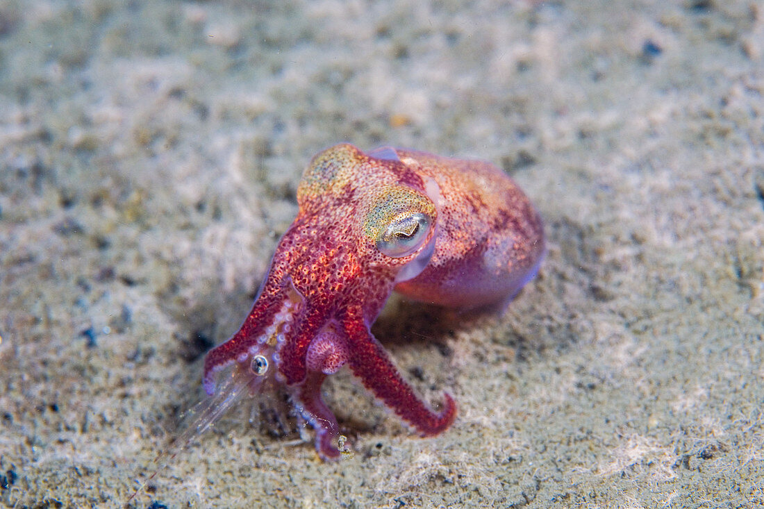 Stubby Squid, Rossia pacifica, feeding on a shrimp, Canada.