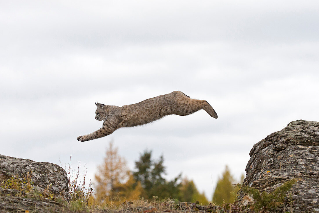 Erwachsener Rotluchs (Lynx rufus), zwischen Felsen springend, Montana, USA, Okotber, kontrolliertes Subjekt