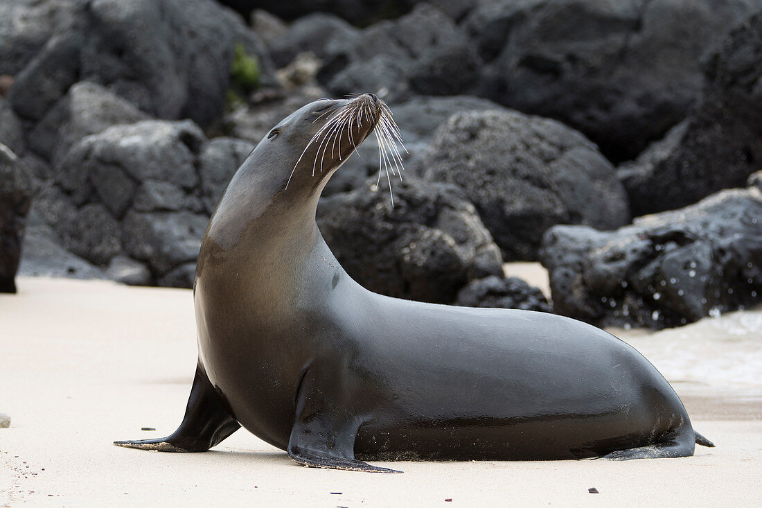 Galápagos-Seelöwe (Zalophus wollebaeki), Santa Fé (englisch: Barrington Island), Galapagos-Inseln, Ecuador