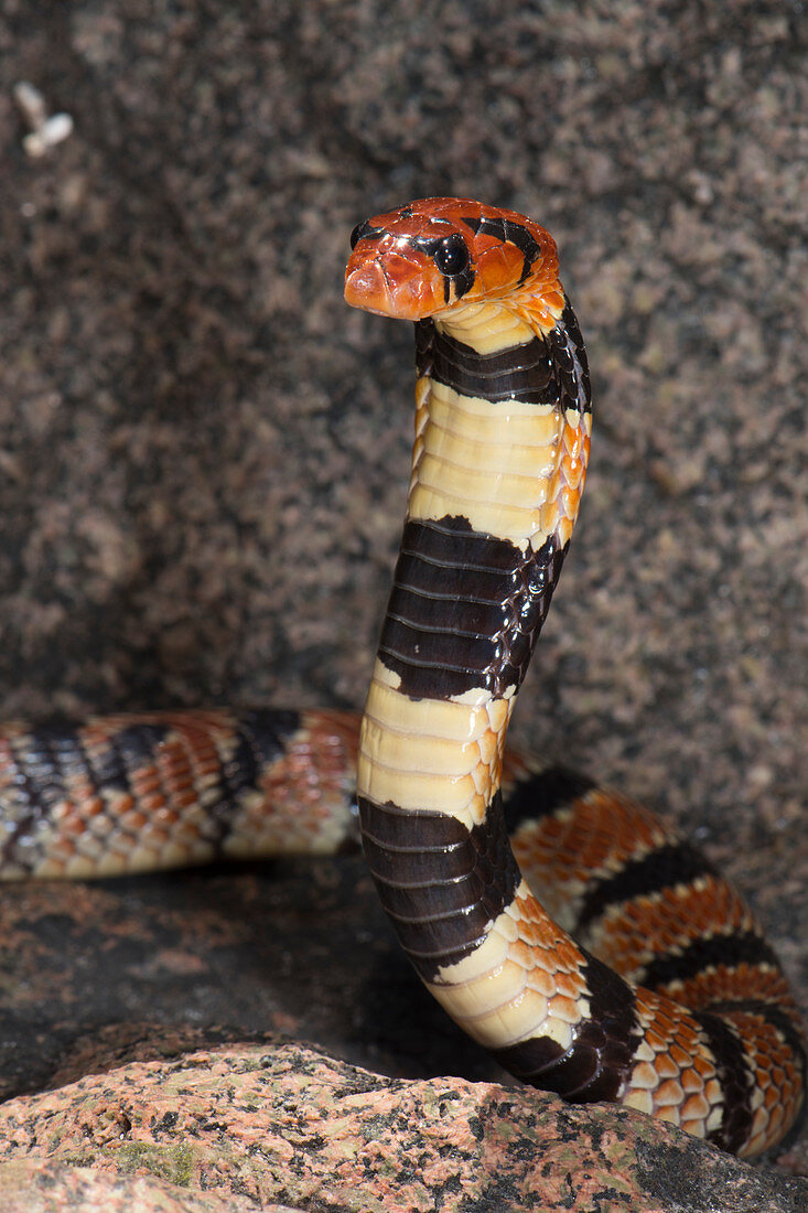 Cape coral snake Aspidelaps lubricus in threat display, Atlantic ocean shore, Western Cape Province, South Africa