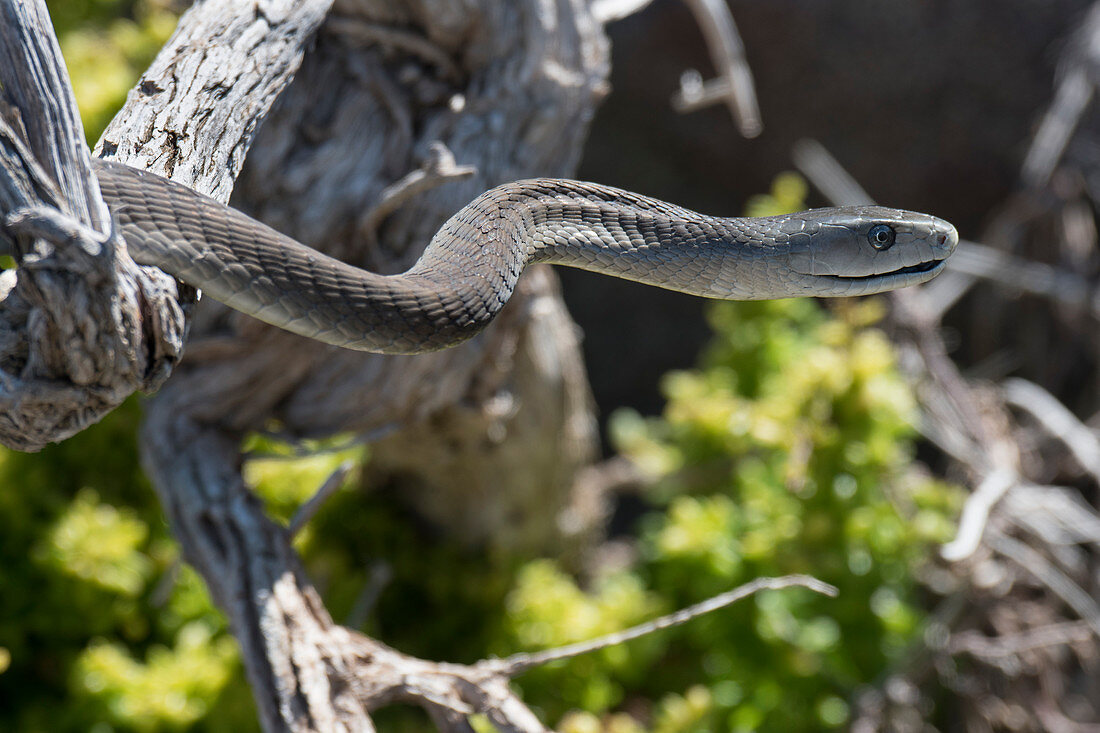 Black mamba Dendroaspis polylepis, Atlantic ocean shore, Western Cape Province, South Africa