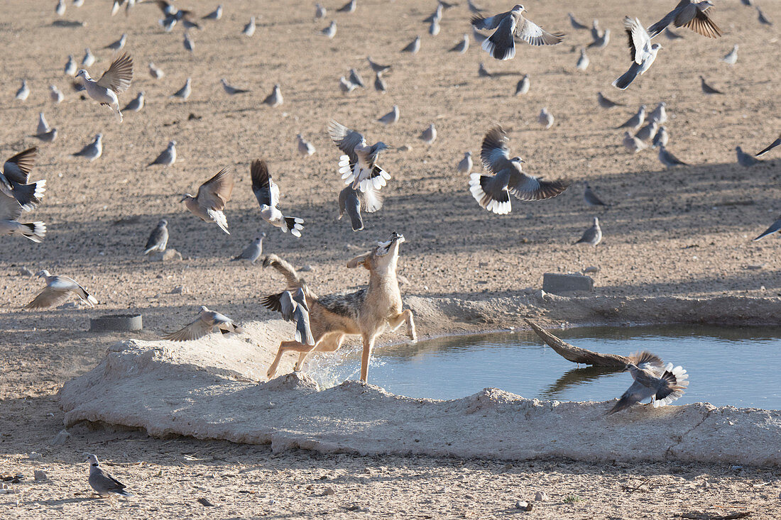 The Black-backed Jackals Canis mesomelas living near Nossob Camp in the Kgalagadi Transfrontier National Park, South Africa, have learned to ambush the doves coming daily in the hundreds to the local waterholes. Once caught in mid-air, the bird has to be swallowed quickly - usually whole - to avoid  it being stolen by other jackals nearby. With each individual following a tried and tested routine, the jackals are quite successful in their hunting, and what is even more remarkable is that their methods are being transmitted to other jackals, by active teaching or by observation and imitation.