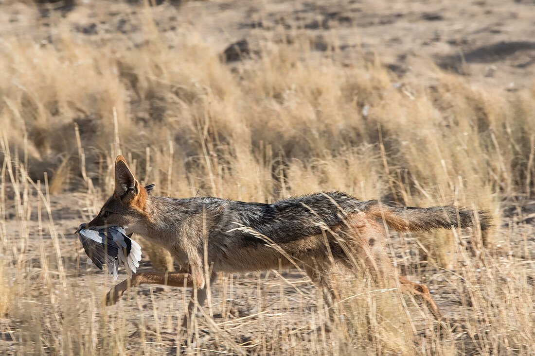 The Black-backed Jackals Canis mesomelas living near Nossob Camp in the Kgalagadi Transfrontier National Park, South Africa, have learned to ambush the doves coming daily in the hundreds to the local waterholes. Once caught in mid-air, the bird has to be swallowed quickly - usually whole - to avoid  it being stolen by other jackals nearby. With each individual following a tried and tested routine, the jackals are quite successful in their hunting, and what is even more remarkable is that their methods are being transmitted to other jackals, by active teaching or by observation and imitation.