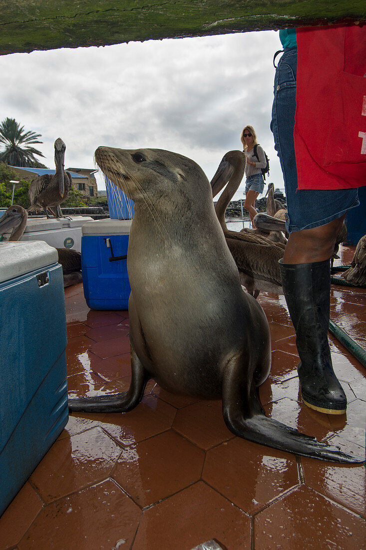 Galapagos sea lion Zalophus wollebaeki, Puerto Ayora fish market, Isla Santa Cruz, Galapagos archipelago, Ecuador