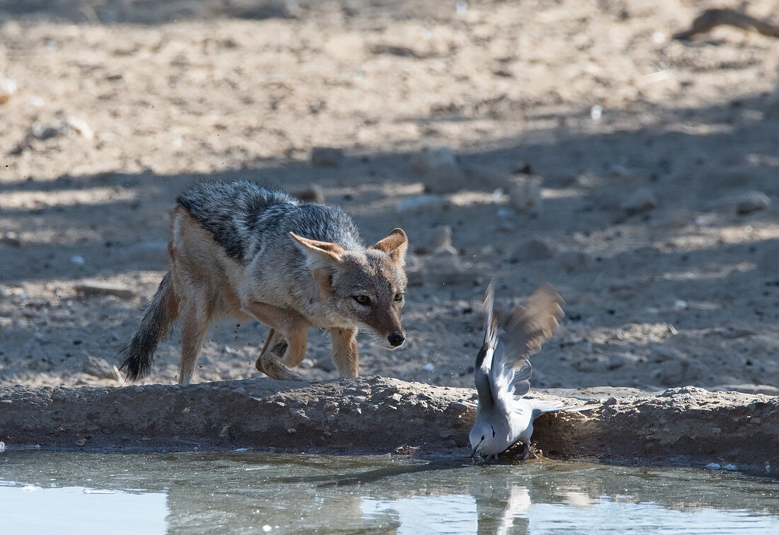 Schabrackenschakal (Canis Mesomelas), in der Nähe des Nossob-Camps im Kgalagadi-Transfrontier-Nationalpark, Südafrika