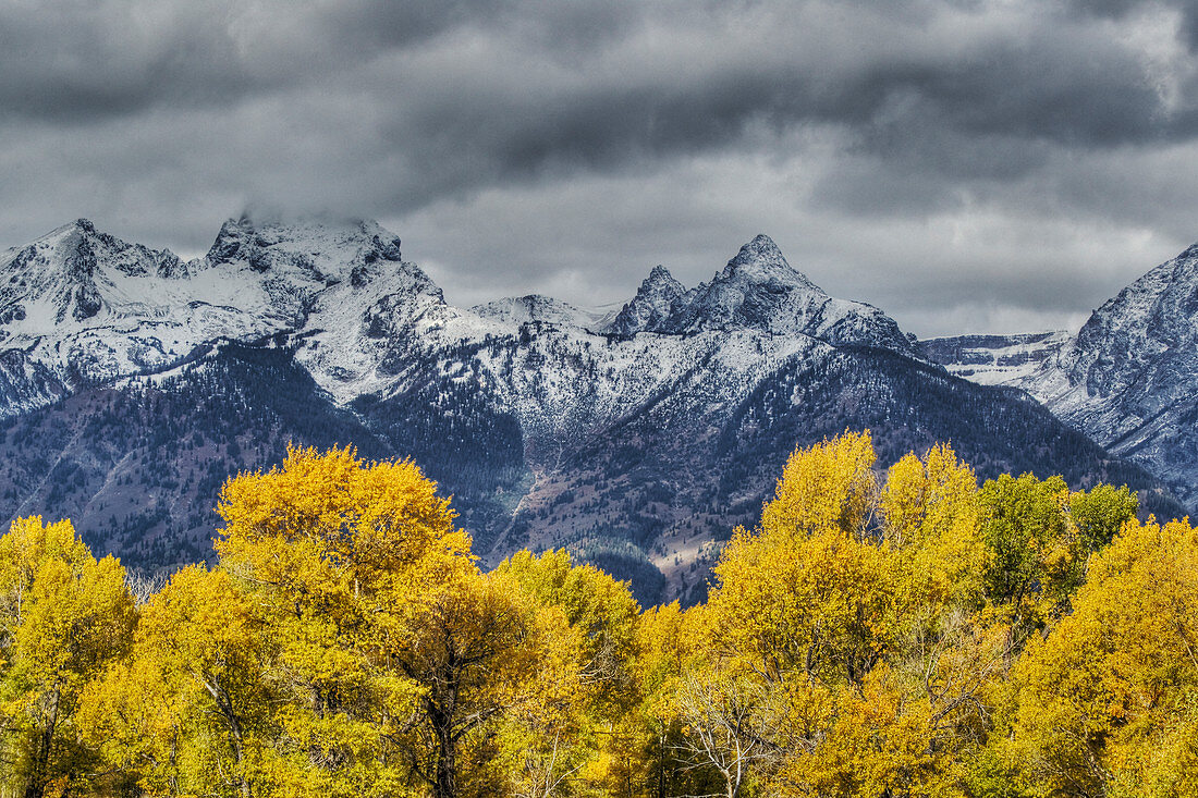 Grand Teton Mountains with Autumn (Fall) colour\nGrand Tetons National Park\nWyoming. USA\nLA006677