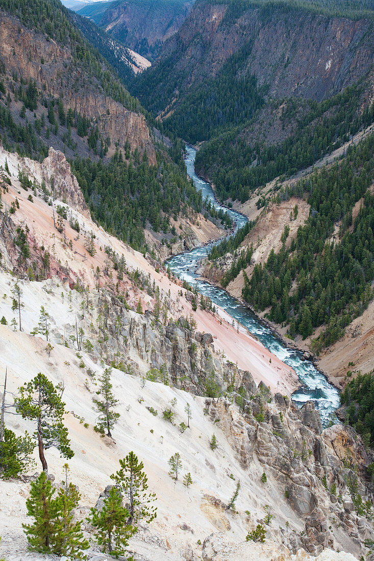 Yellowstone River flowing through Canyon Yellowstone National Park Wyoming. USA LA006752