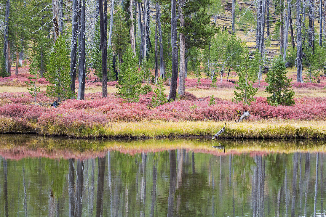 Herbstliche Farbe entlang des Lewis River, Yellowstone-Nationalpark, Wyoming, USA LA007050
