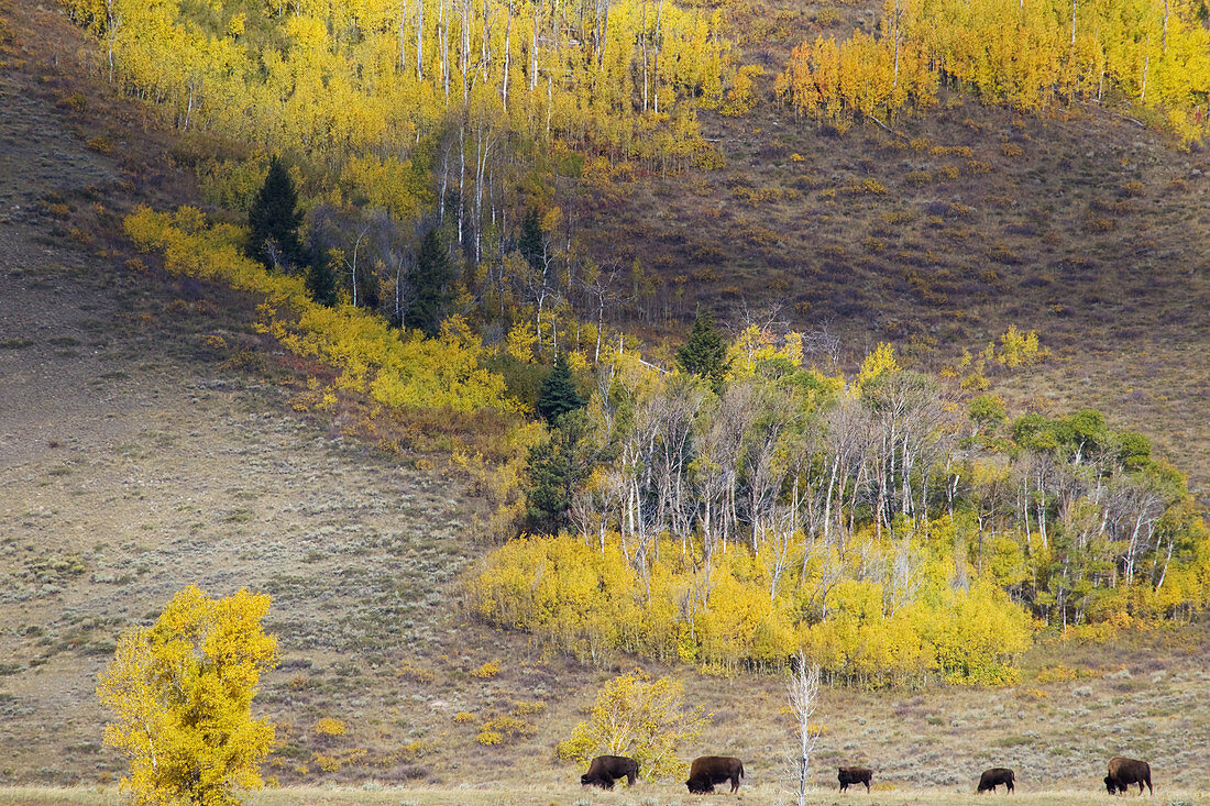 Amerikanischer Bison (Bison bison), in Herbstfarben, Grand-Teton-Nationalpark, Wyoming, USA MA002660