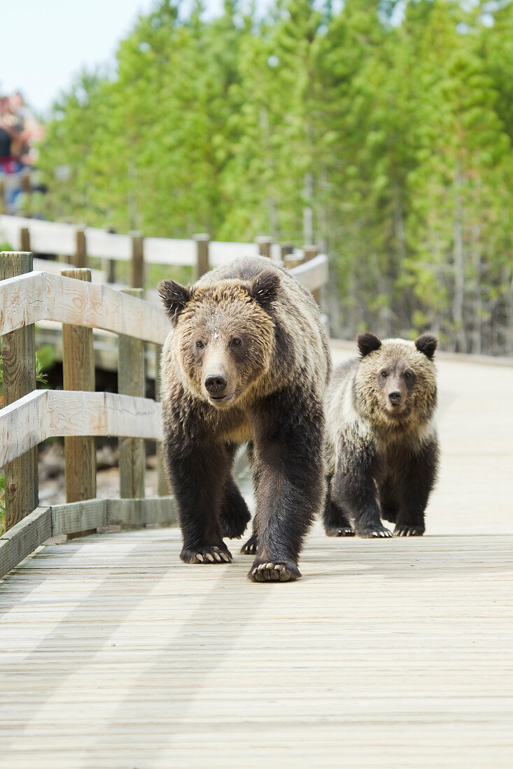 Grizzly (Brown) Bear - walking along boardwalk with cub Ursus Arctos horribilis Yellowstone National Park Wyoming. USA MA002609