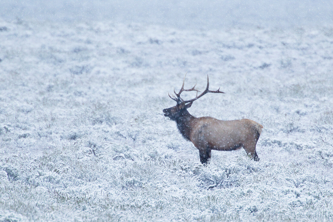Elk - stag bugling in snow Cervus canadensis Grand Tetons National Park Wyoming. USA MA002669 