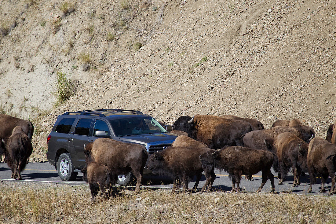 Amerikanischer Bison (Bison bison), verursacht Stau auf der Straße, Yellowstone-Nationalpark, Wyoming, USA MA002761