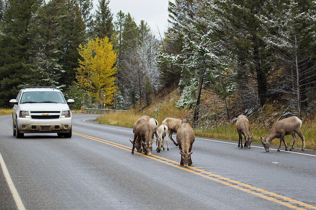 Bighorn Sheep - licking salt from road and blocking traffic Ovis canadensis Montana, USA MA002968