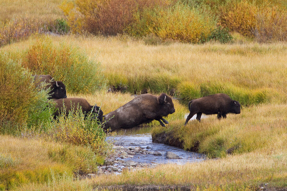 Amerikanischer Bison (Bison bison), über den Fluss springend, Yellowstone-Nationalpark, Wyoming, USA MA002788