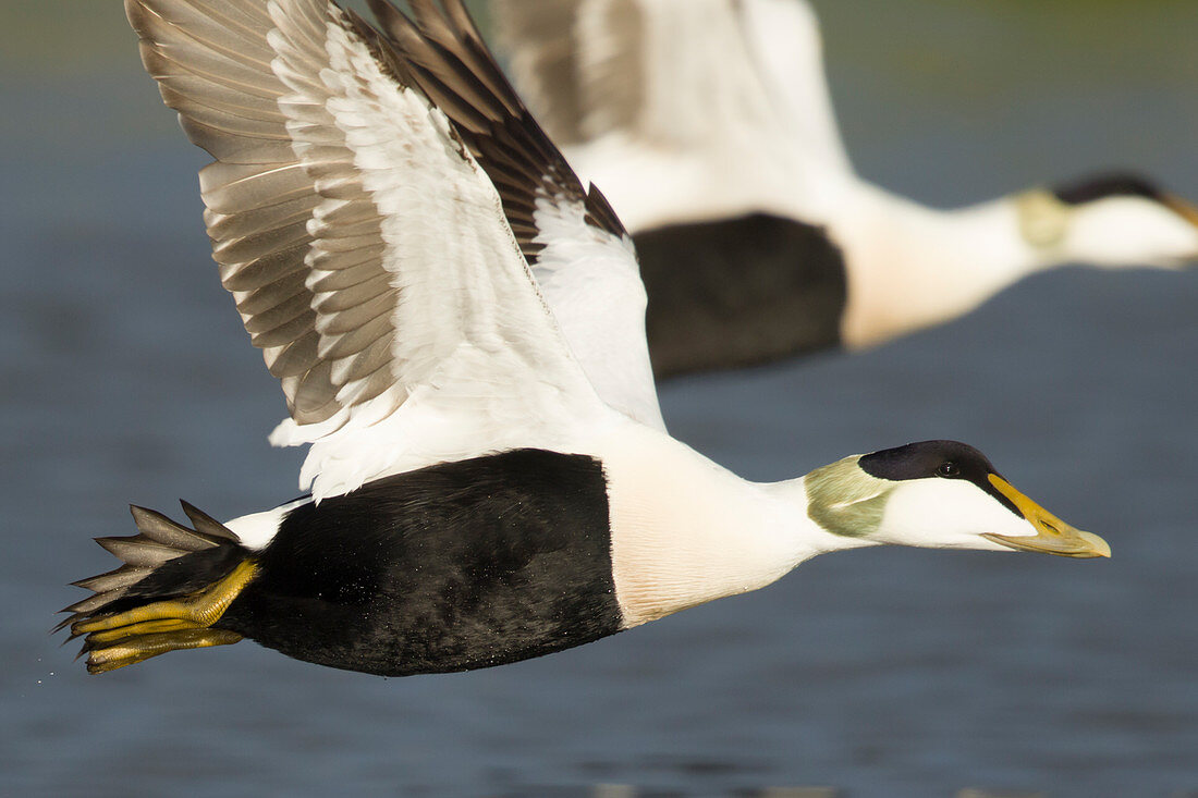 Eiderente (Somateria mollissima), Männchen im Flug, Melrakkaslétta Halbinsel, Island BI028362