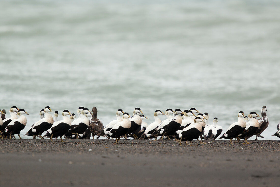 Common Eider - post breeding flock of males on shoreline Somateria mollissima Iceland BI026074