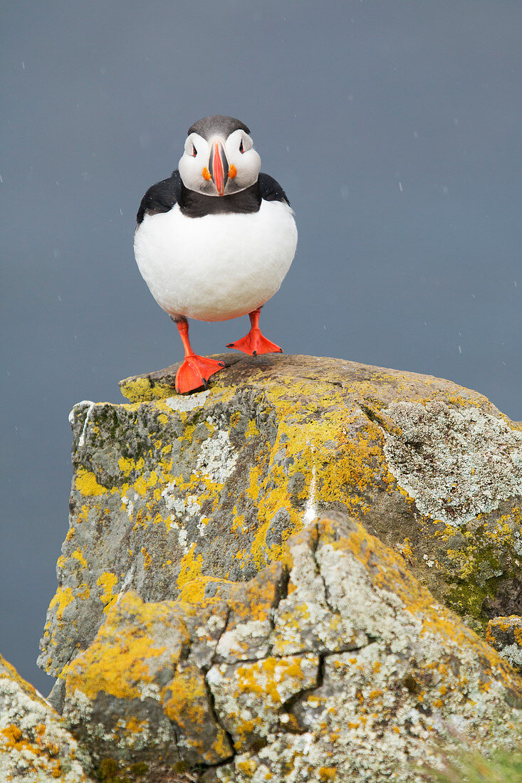 Atlantic Puffin - on lichen covered rock Fratercula arctica Latrabjarg, Iceland BI026534