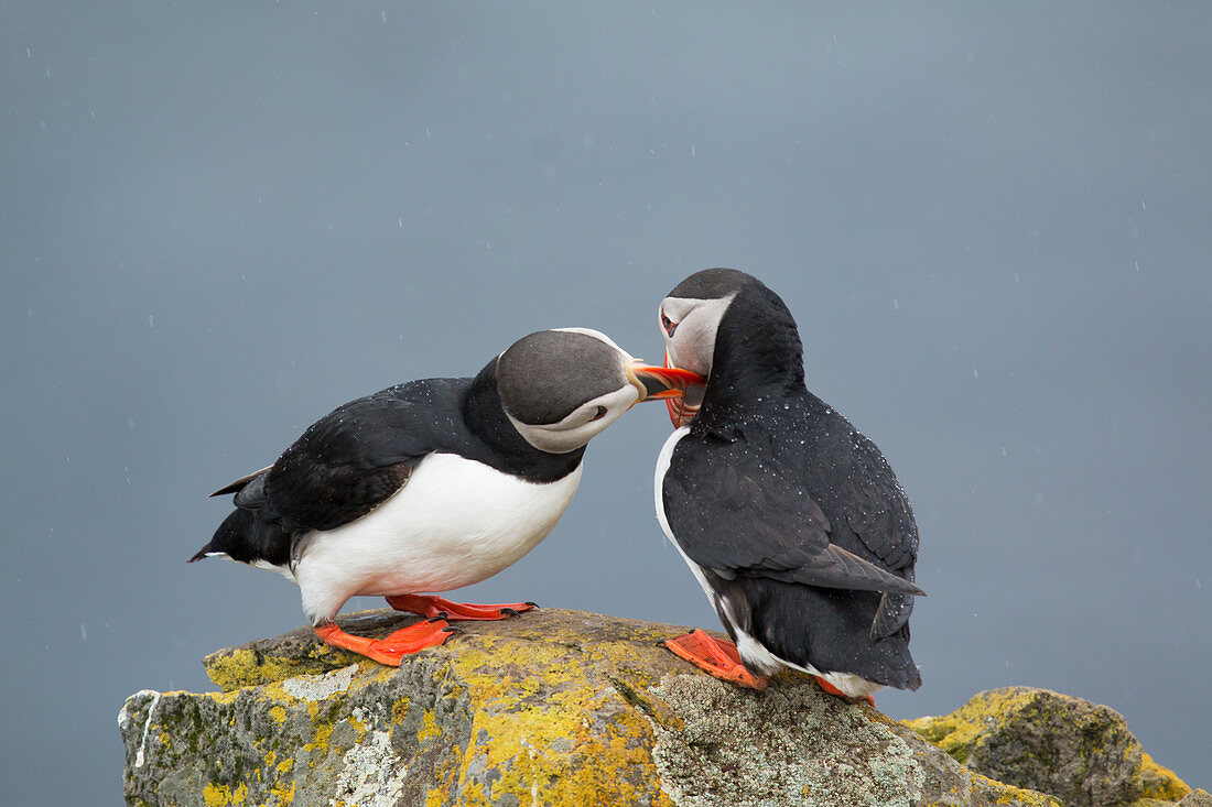 Papageitaucher (Fratercula arctica), Paar beim Schnabelfechten, Látrabjarg, Island BI026509