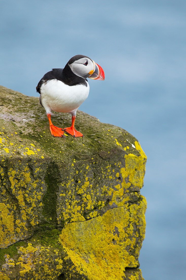 Atlantic Puffin - on lichen covered rock Fratercula arctica Latrabjarg, Iceland BI026531