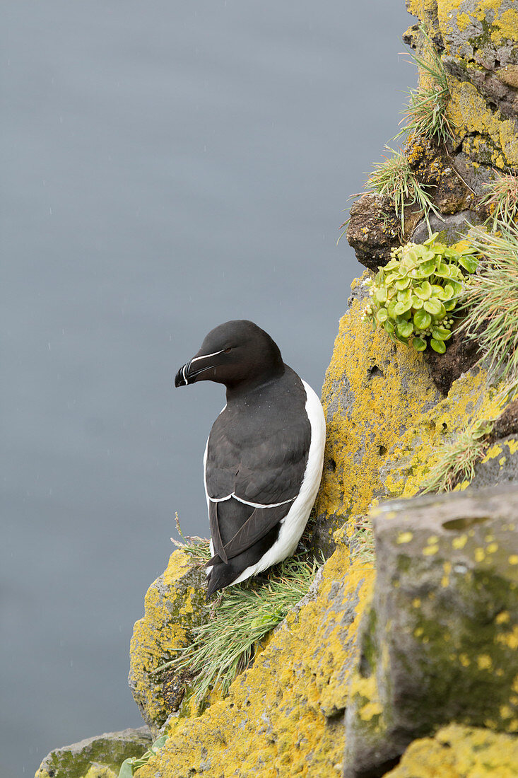 Razorbill - on breeding cliffs Alac torda Latrabjarg, Iceland BI026436