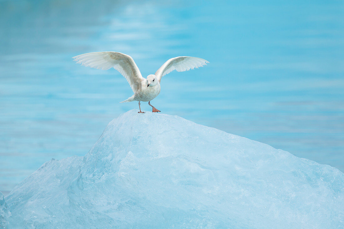 Glaucous Gull - unreifer Vogel auf blauem Eisberg Larus hyperboreus Jökulsárlón Lagune, Island BI028798