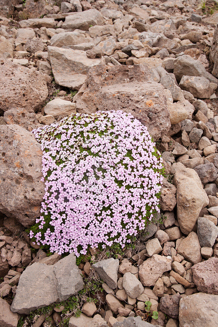 Moss campion Silene acaulis Iceland PL002256