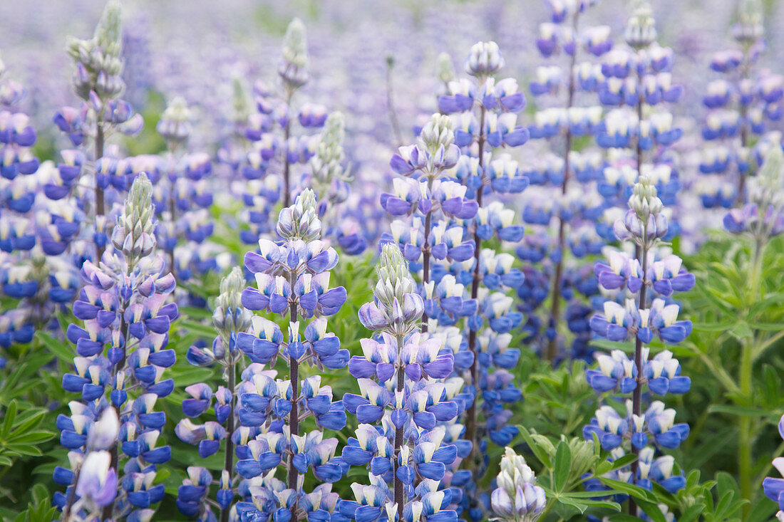 Nootka Lupin - introduced to fertilise soil Lupinus nootkatensis South Coast Iceland PL002291 