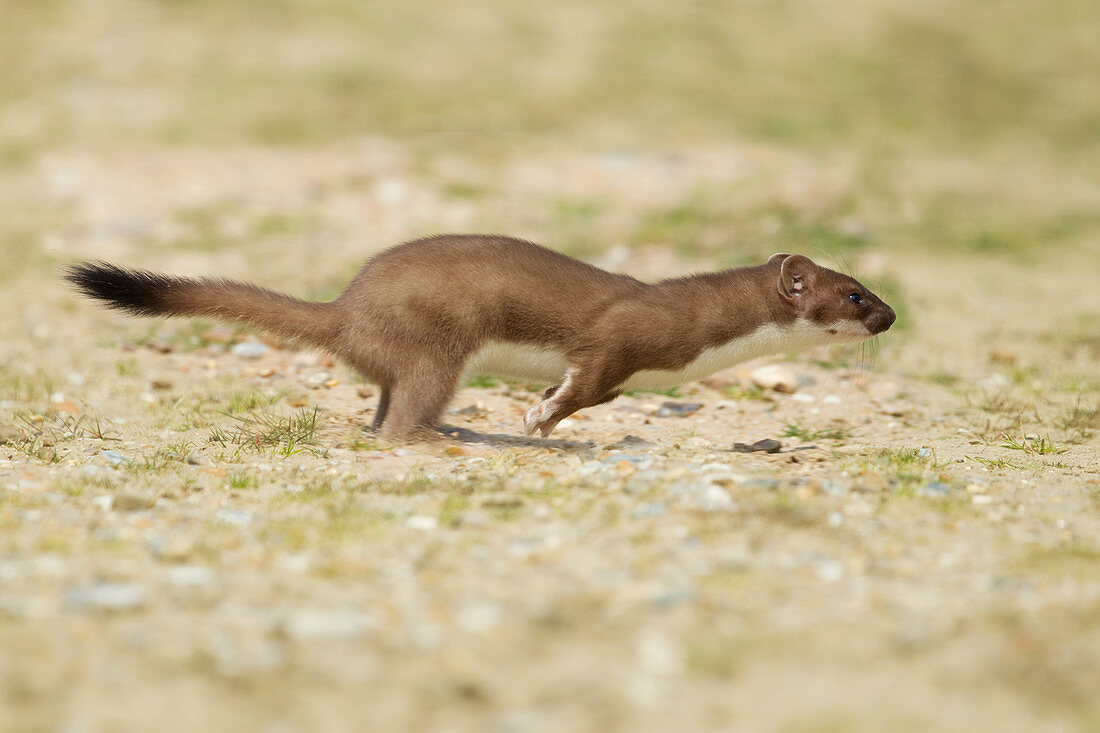 Hermelin (Mustela erminea), Suffolk, Großbritannien MA002581