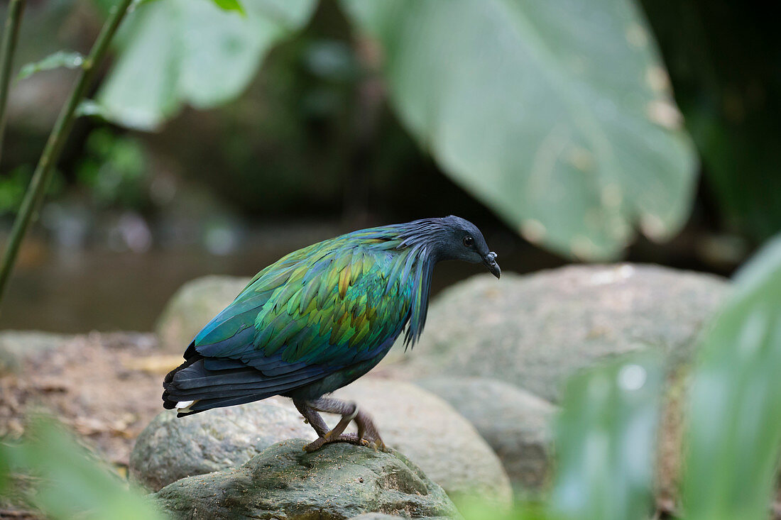 Kragentaube (Caloenas nicobarica), Vogelpark Jurong, Singapur BI031743