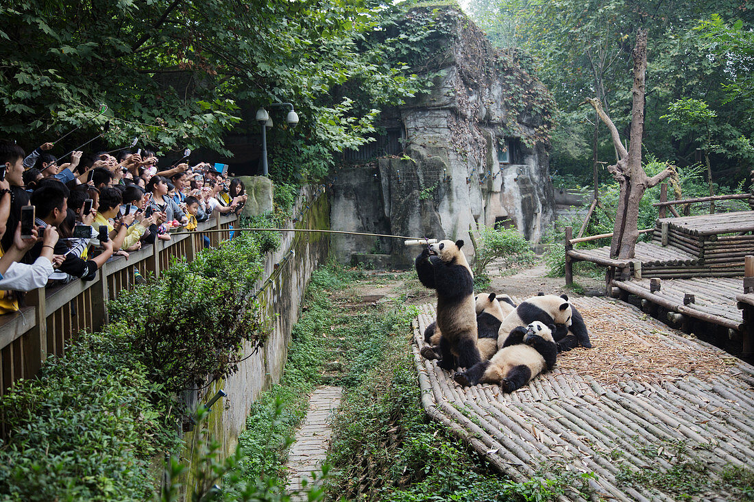 Touristen beobachten, wie Pandas gefüttert werden, Chengdu-Forschungsbasis der Riesenpanda-Zucht, Provinz Sichuan , China MA003061