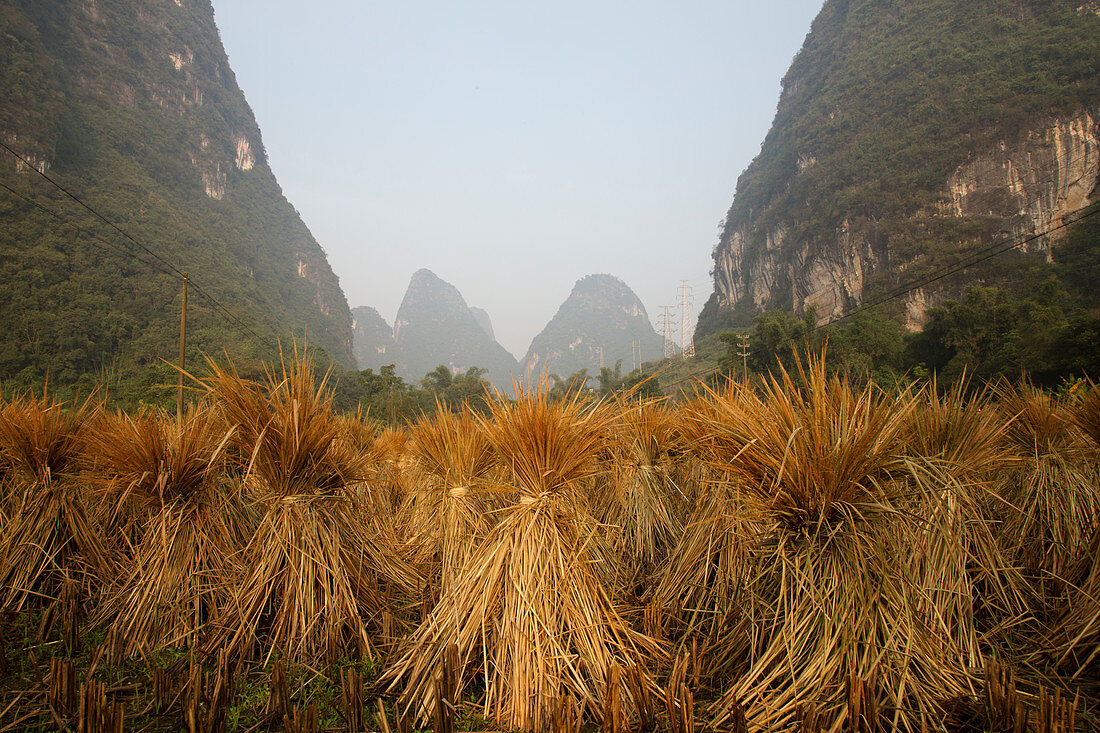 Reisstroh zum Trocknen gestapelt Guilin, Region Guangxi, China LA008188