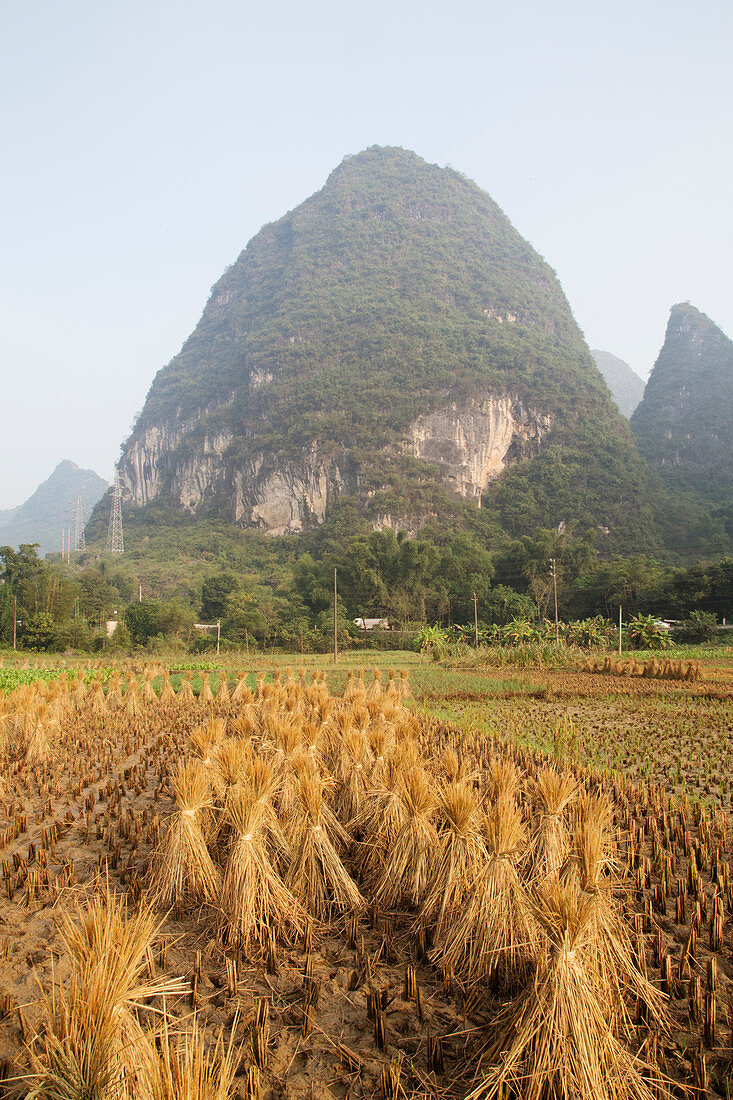 Rice Straw stacked for drying Guilin Region Guangxi, China LA008191 