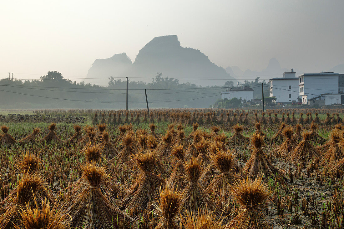 Dörfliche Reisfelder mit Reisstrohballen zum Trocknen, Guilin, Region Guangxi, China LA008006 trocknen