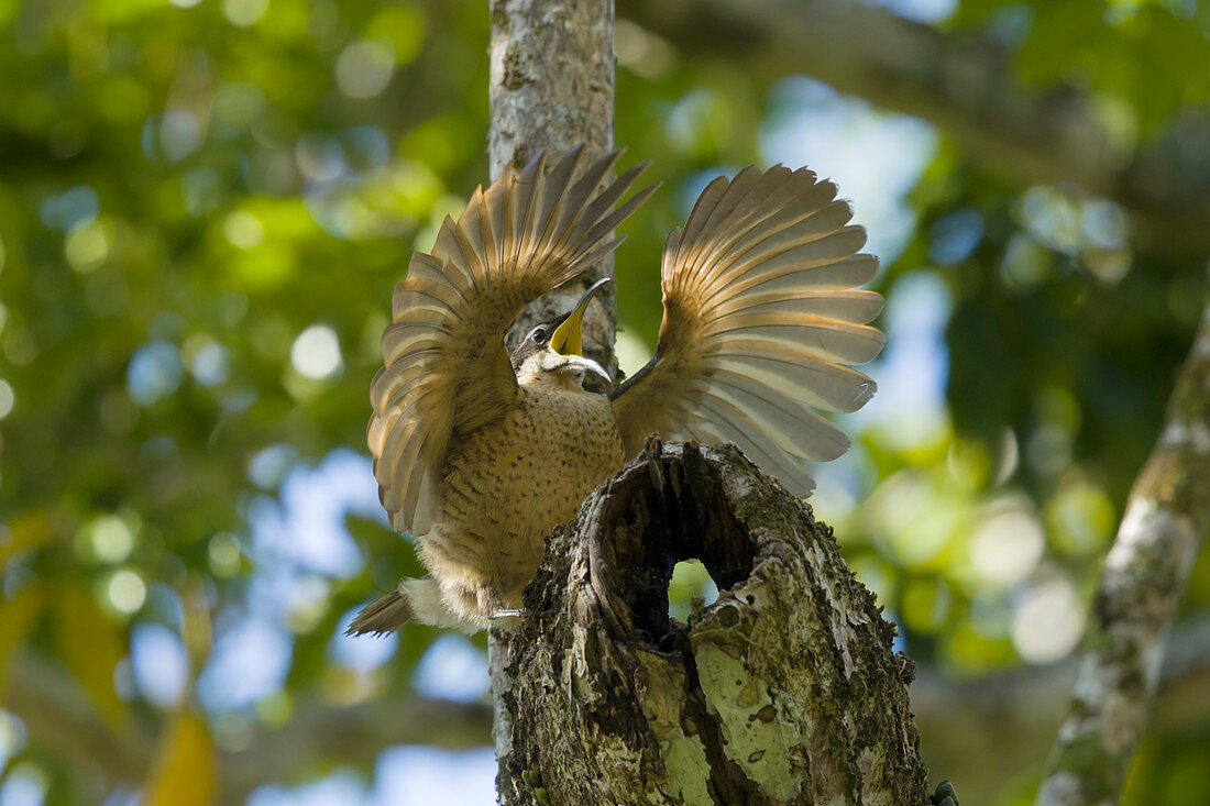 Viktoria-Paradiesvogel (Ptiloris victoriae), männlicher Jungvogel, Atherton Tablelands, Queensland, Australien BI029285