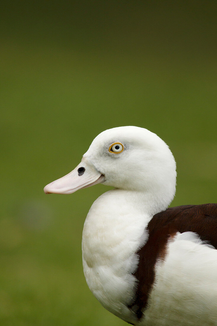 Radjah Shelduck - on land Tadorna radjah Cairns Qeensland, Australia BI030071