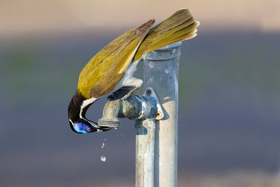 Blauohr-Honigfresser (Entomyzon cyanotis albipennis) trinkt bei undichtem Wasserhahn, Kakadu-Nationalpark Nordterritorium, Australien BI030394
