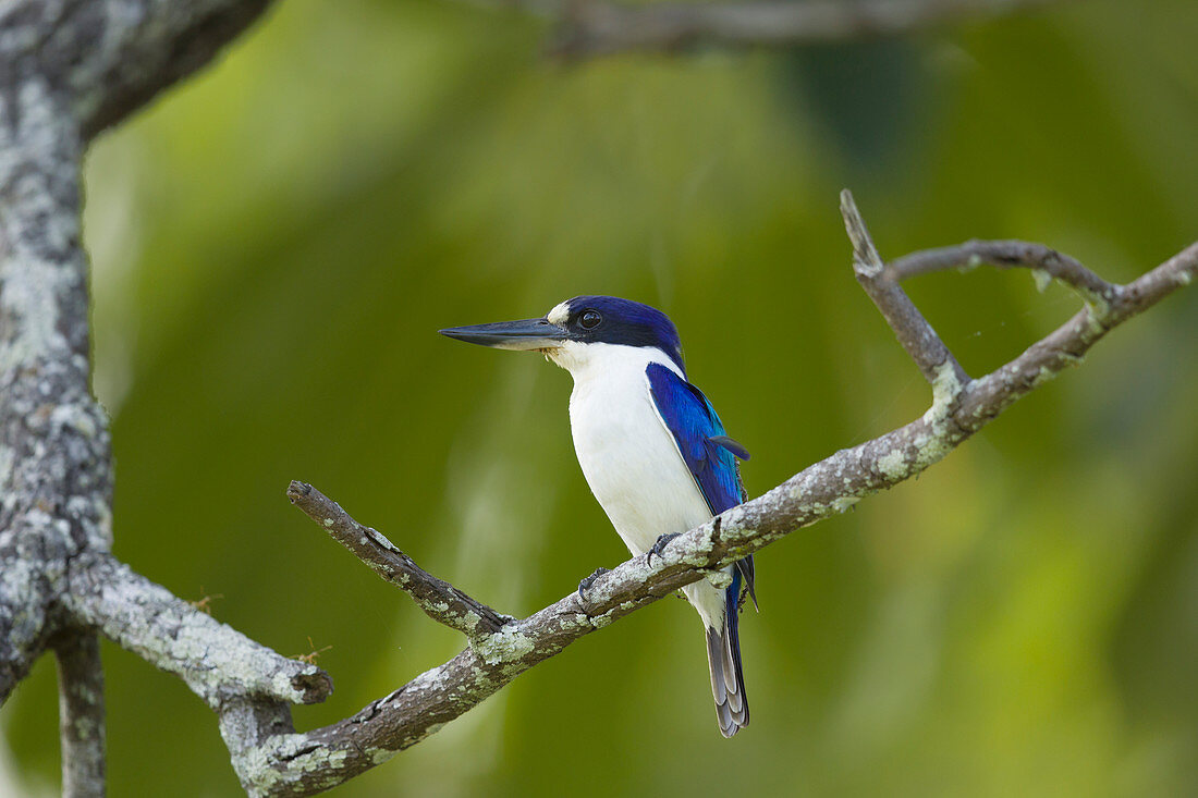 Eisvogel Spiegelliest (Todiramphus macleayii), Daintree, Queensland, Australien BI030620