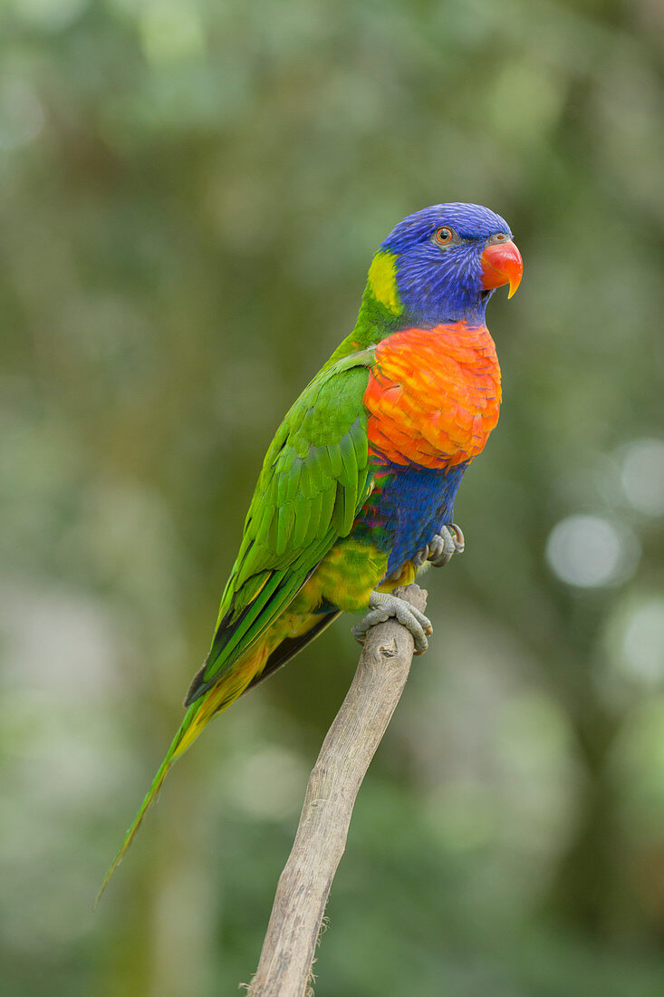 Regenbogen-Lorikeet (Trichoglossus moluccanus), Atherton Tablelands, Queensland, Australien BI030872