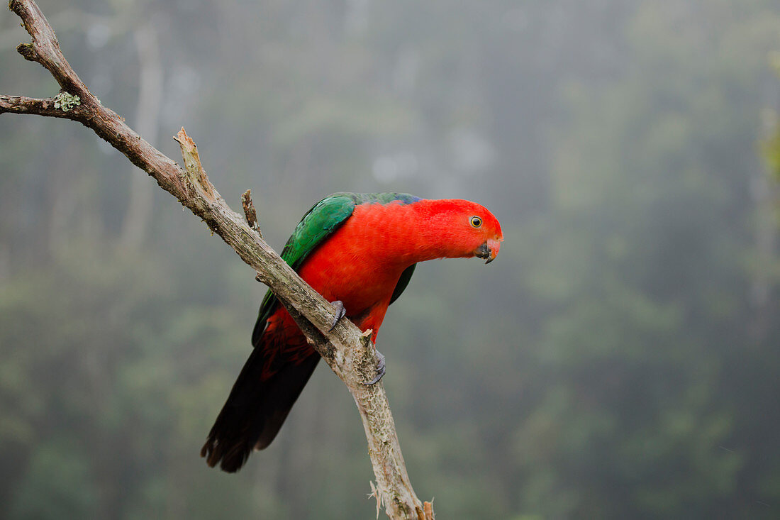 Australian King Parrot - male in rainforest environment Alisterus scapularis Lamington National Park Queensland, Australia BI030768