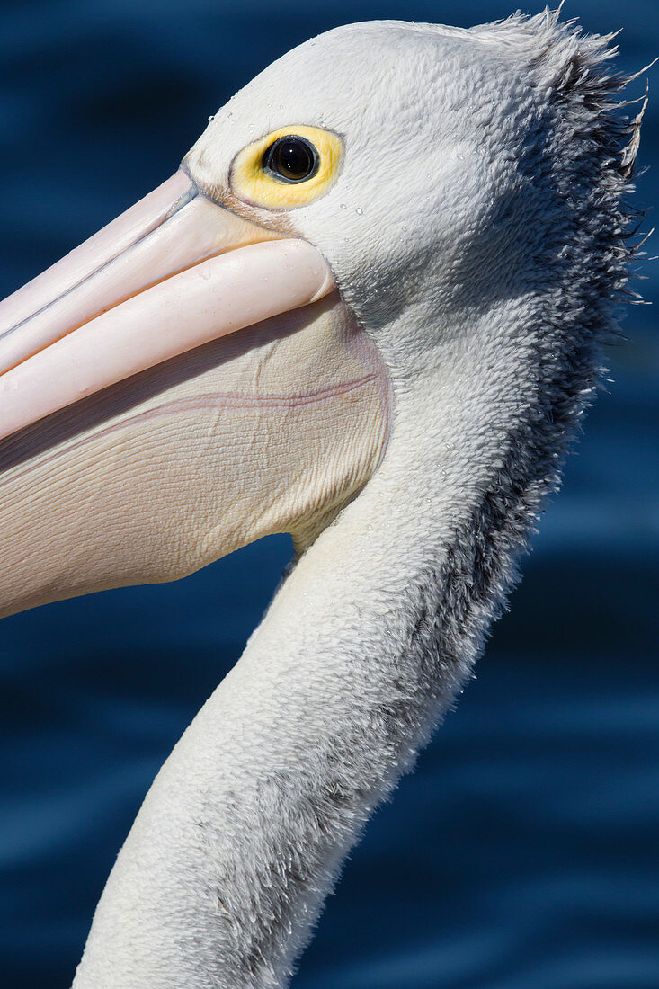 Australischer Pelikan (Pelecanus obscicillatus), Nahaufnahme, Cairns, Queensland, Australien BI030953