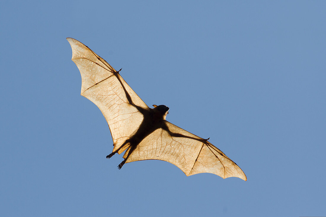 Black Fruit Bat - backlit in flight Pteropus alecto Kakadu National Park Northern Territory, Australia MA003140