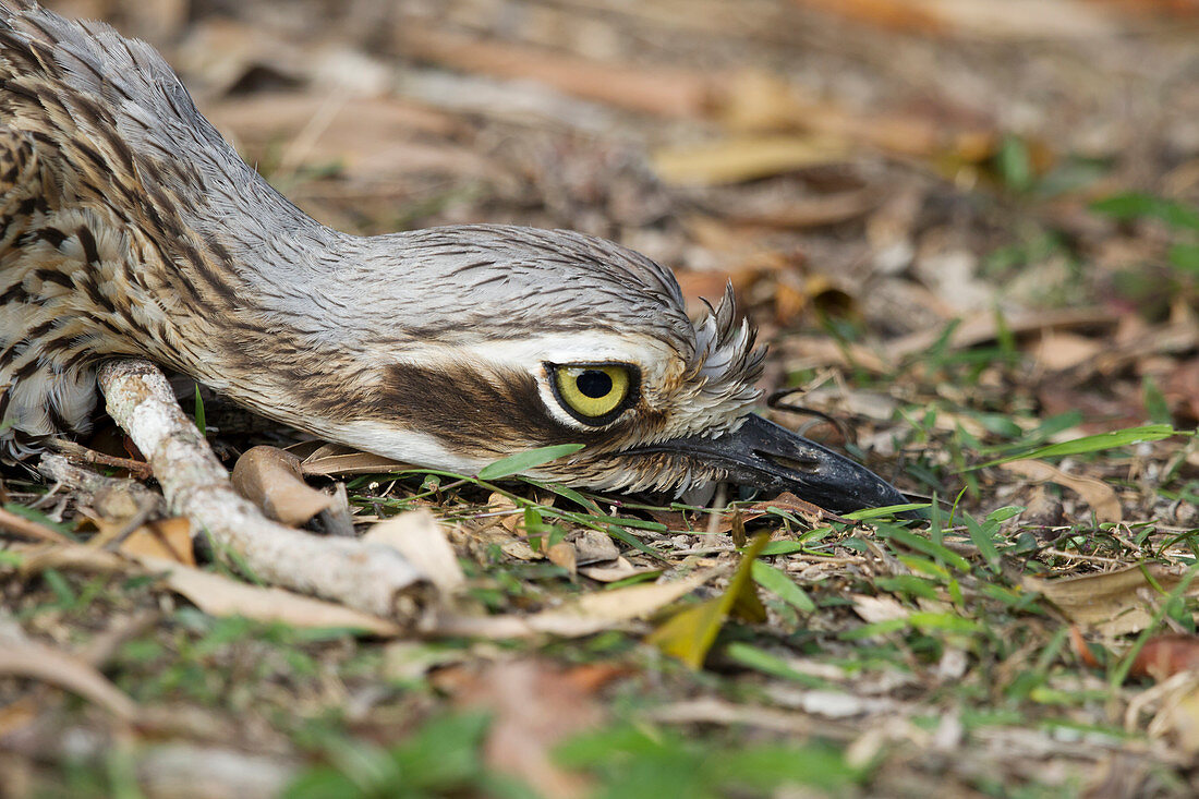 Buschstein-Brachvogel, auch Langschwanztriele(Burhinus grallarius), auf Tarnung setzen, um sich zu verstecken, Atherton Tablelands, Queensland, Australien BI031466