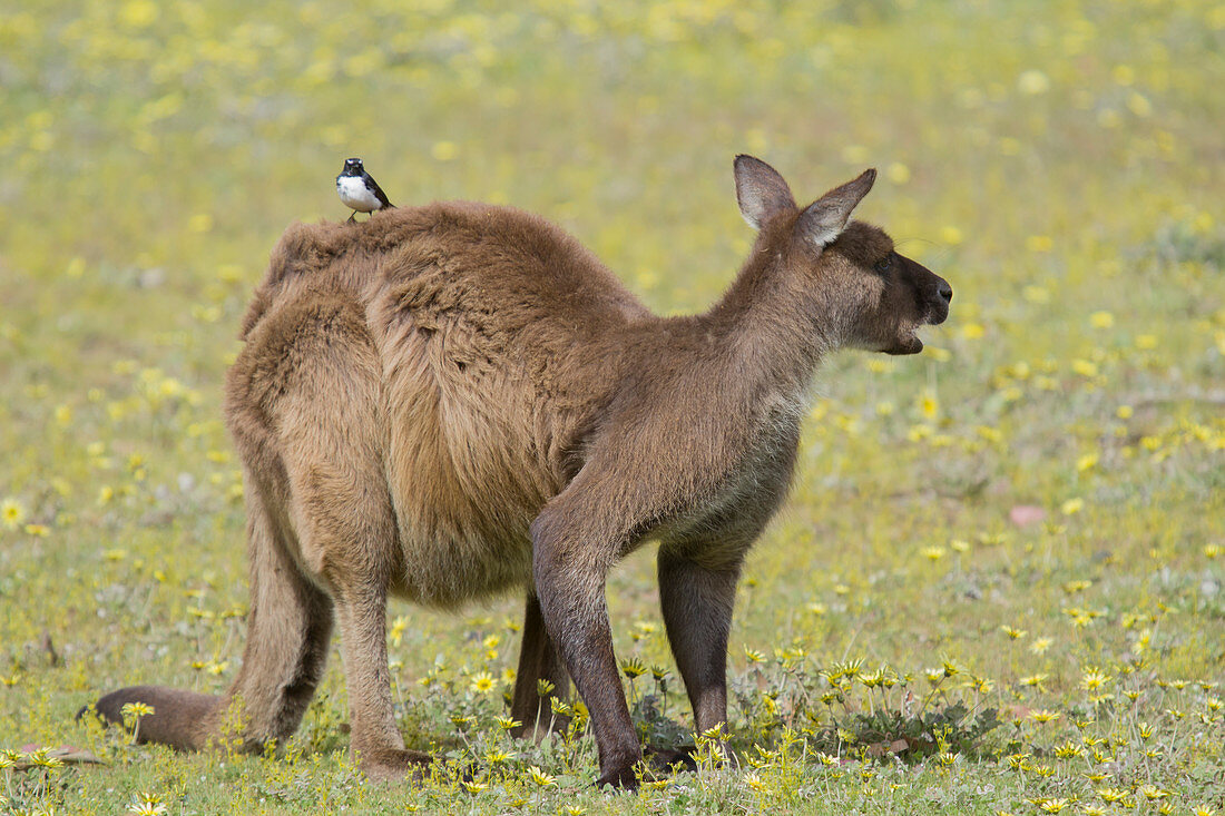 Westliches Graues Riesenkänguru (Macropus fuliginosus), Männchen mit Bachstelze (auch Willy Wagtail) auf dem Rücken, Känguru-Insel, Südaustralien, Australien MA003310