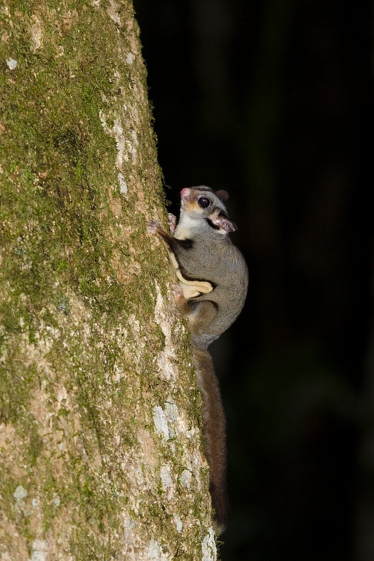 Sugar Glider - on rainforest tree trunk at night Petaurus breviceps Atherton Tablelands Queensland, Australia MA003351 