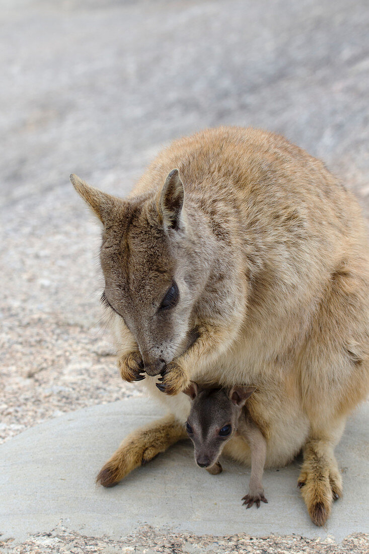 Queensland-Felskänguru (Petrogale inornata), mit Jungtier im Beutel, Mareeba-Rennen, Atherton Tablelands, Queensland, Australien MA003254