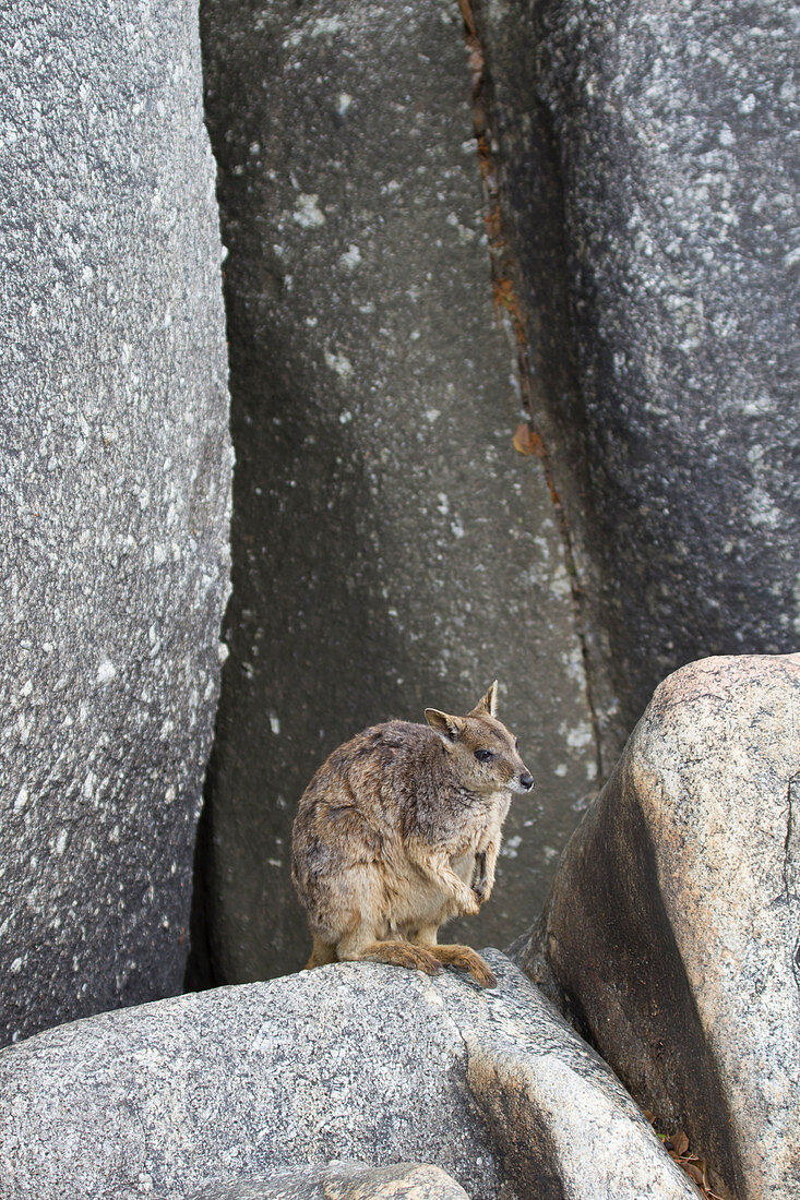 Unadorned Rock Wallaby Petrogale inornata, Mareeba race Atherton Tablelands Queensland, Australia MA003247  