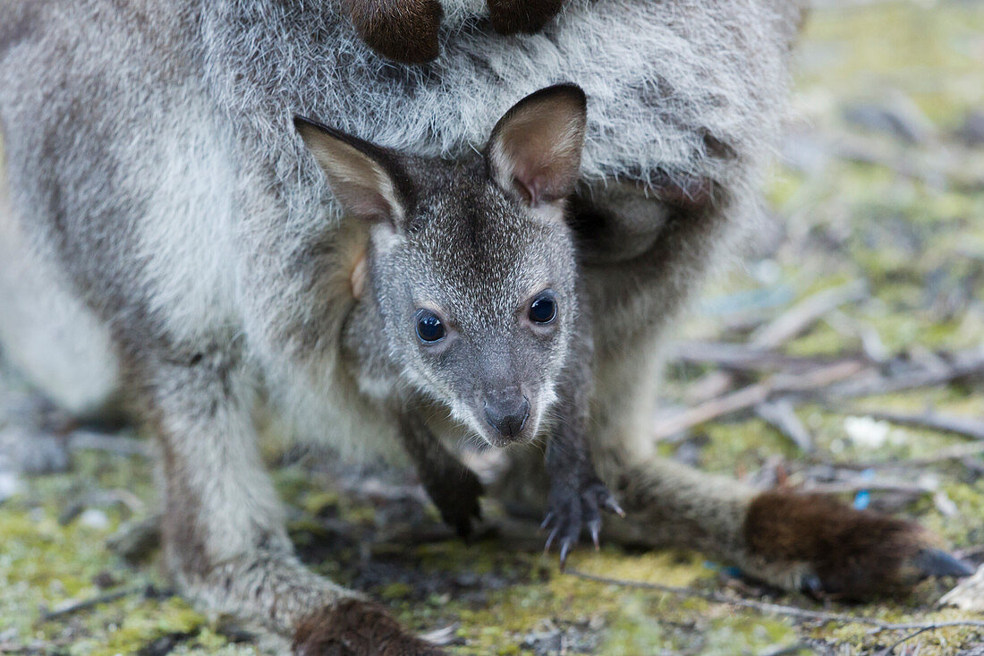 Bennett's Wallaby - female with joey in pouch Macropus rufogriseus Bruny Island Tasmania, Australia MA003232 
